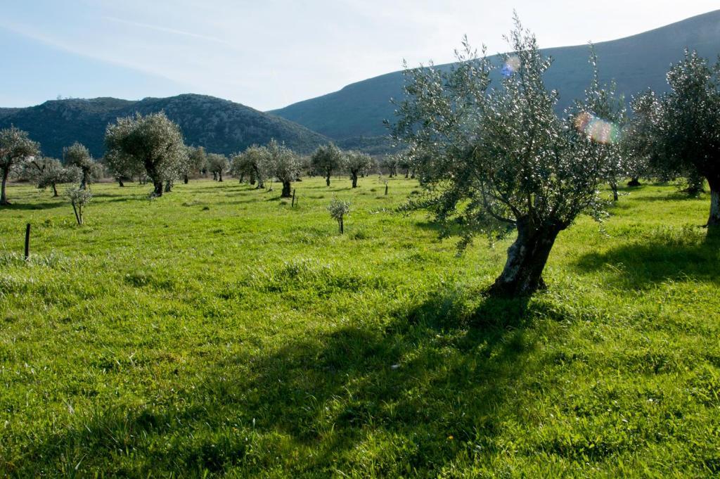 Casa Boho - Turismo Rural Bed & Breakfast Alvados Dış mekan fotoğraf